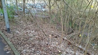 Böschung mit Gehölz und Laub am Boden, im Hintergrund Treppe vom Parkplatz
