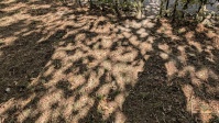 unbefestigte Fläche mit Laub und Schmutz