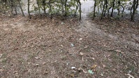 ungefestigte Fläche mit Laub, Schmutz entfernt